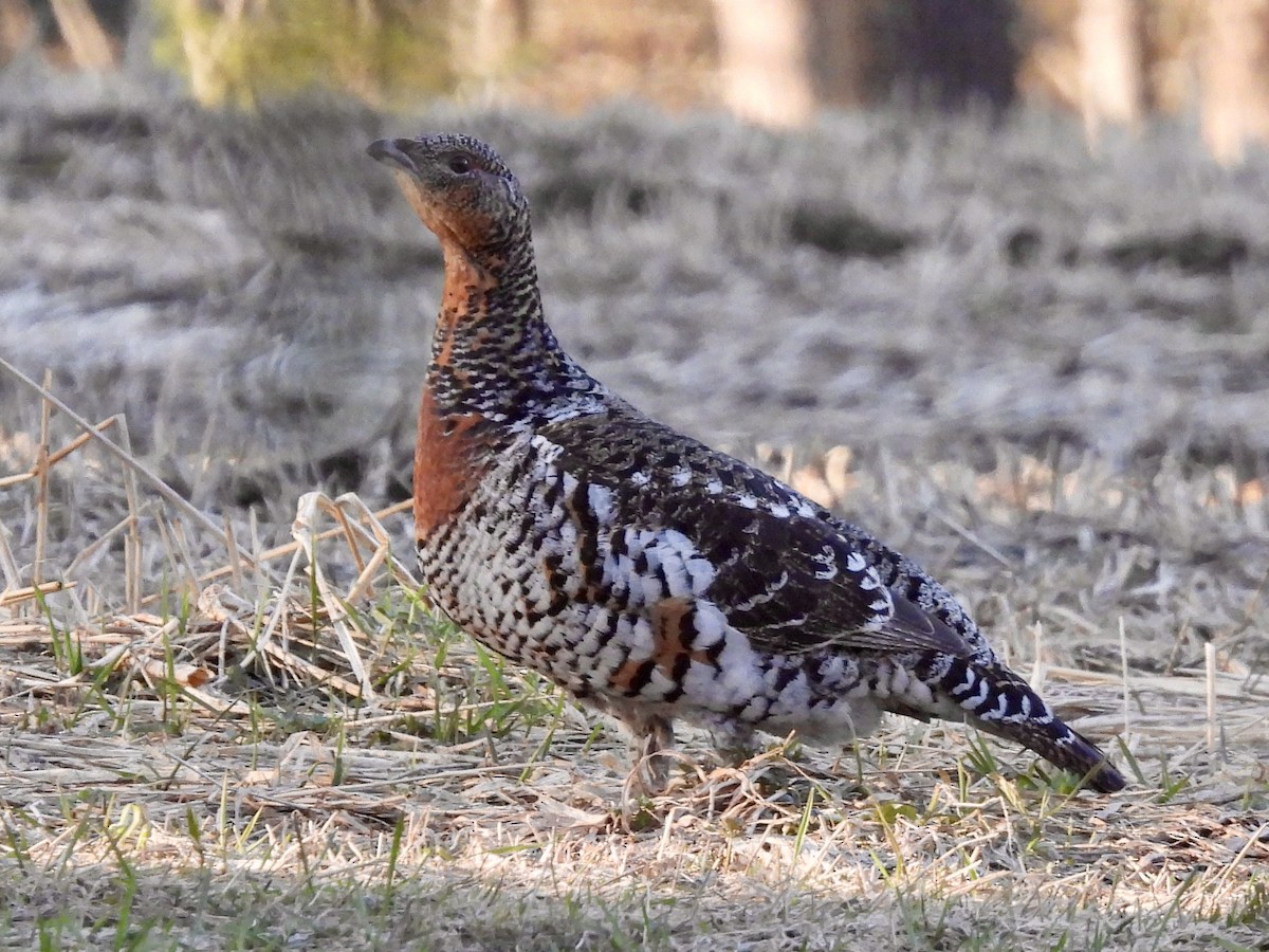 Western Capercaillie - ML620288202