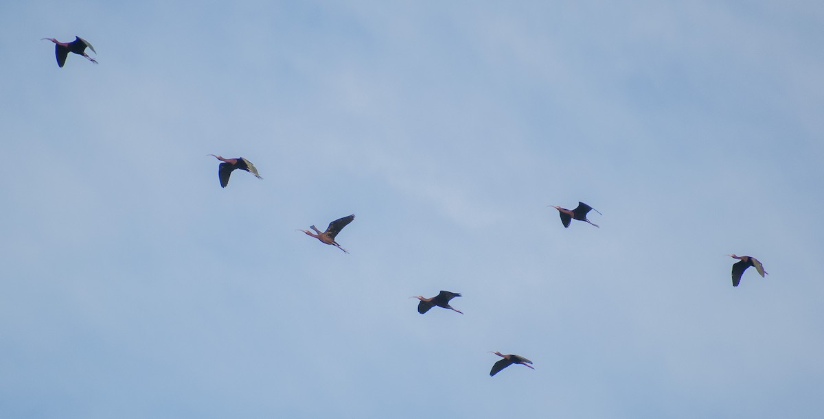 White-faced Ibis - ML620288204