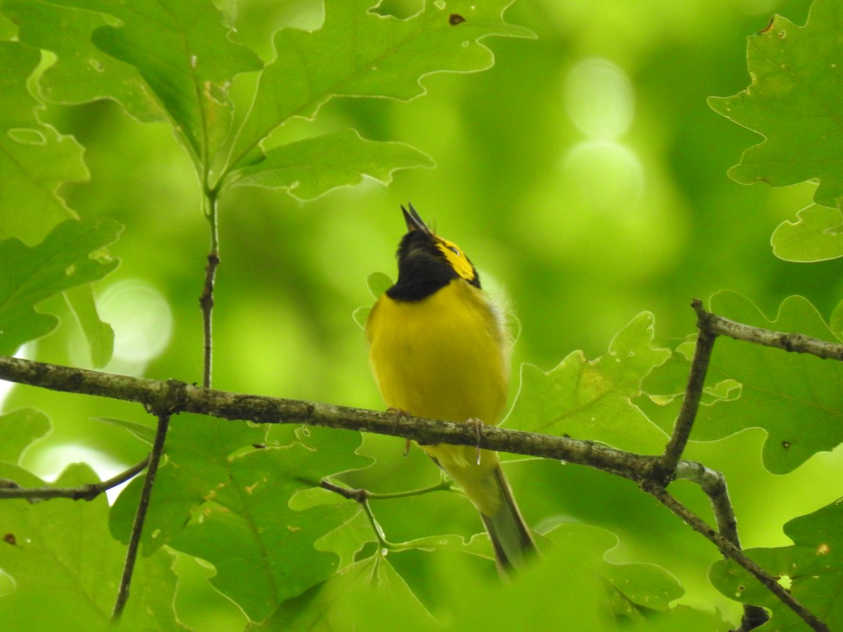 Hooded Warbler - ML620288209