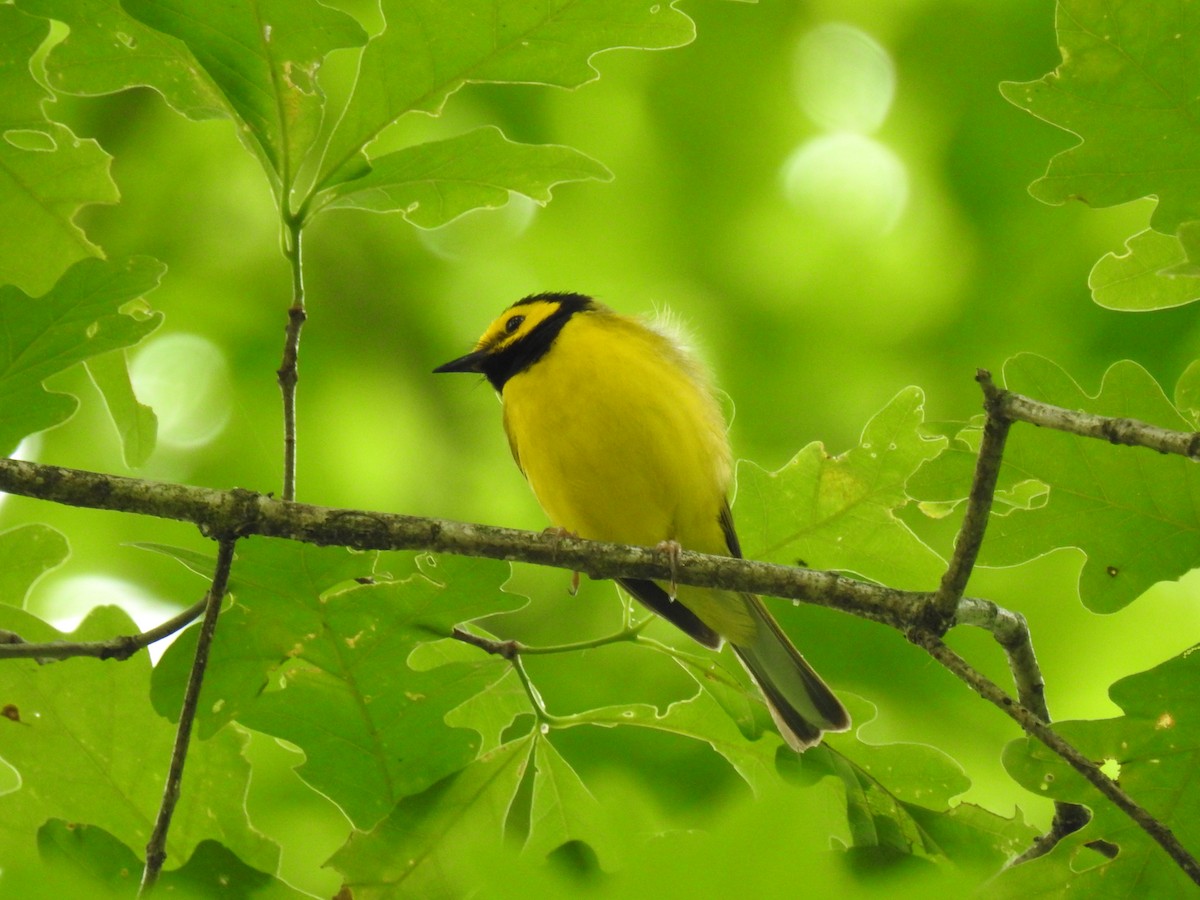 Hooded Warbler - ML620288210