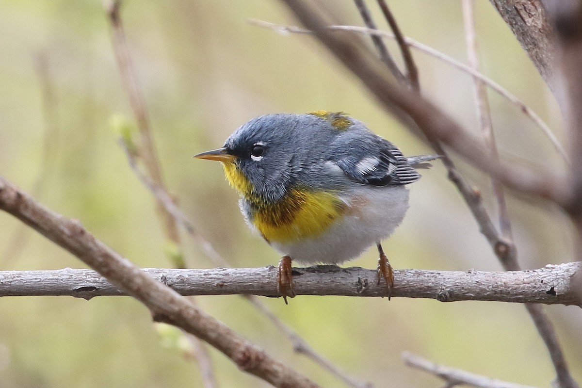 Northern Parula - ML620288212