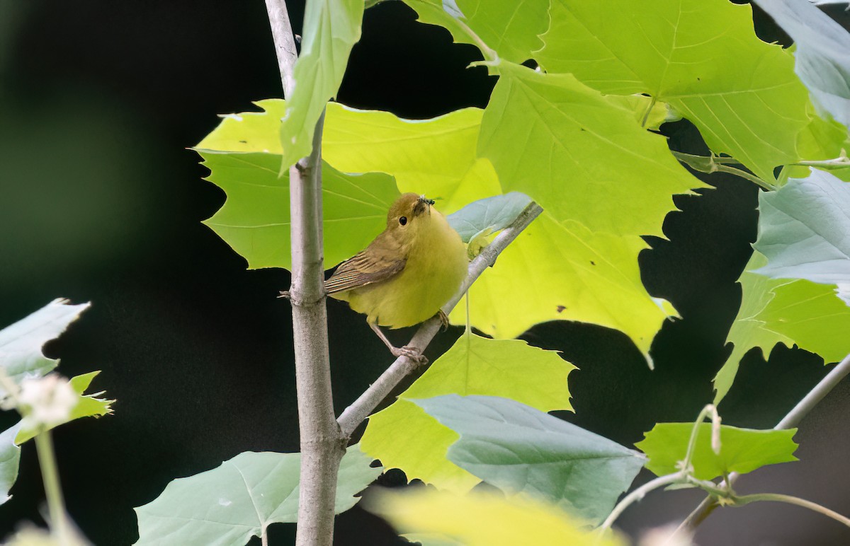 Paruline jaune - ML620288214