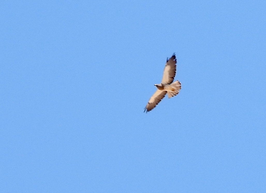 Swainson's Hawk - ML620288220