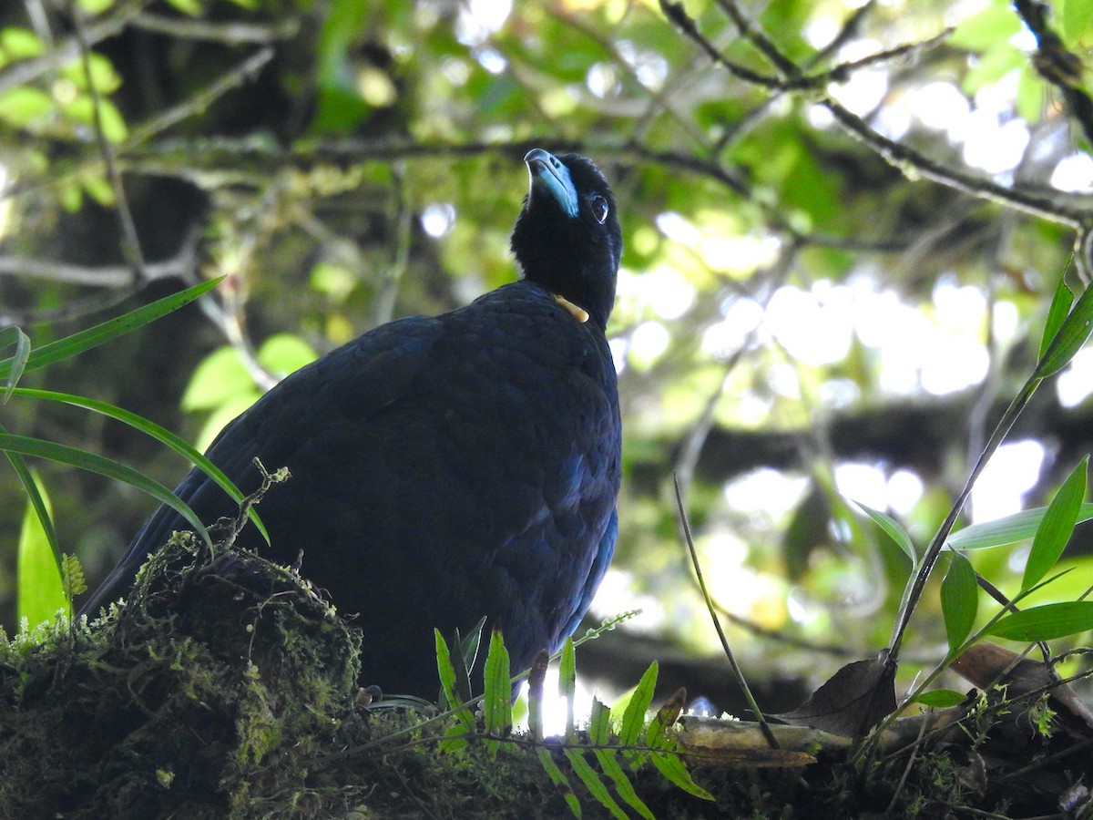 Wattled Guan - ML620288221