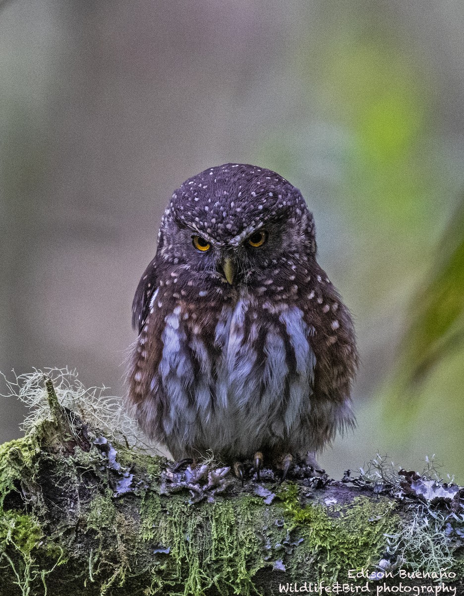 Andean Pygmy-Owl - ML620288223