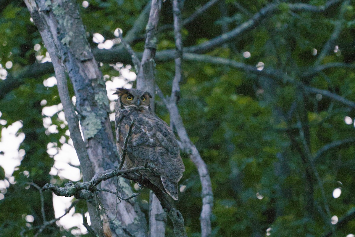 Great Horned Owl - ML620288224