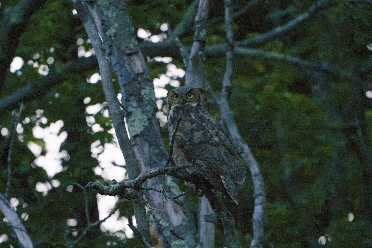 Great Horned Owl - ML620288225