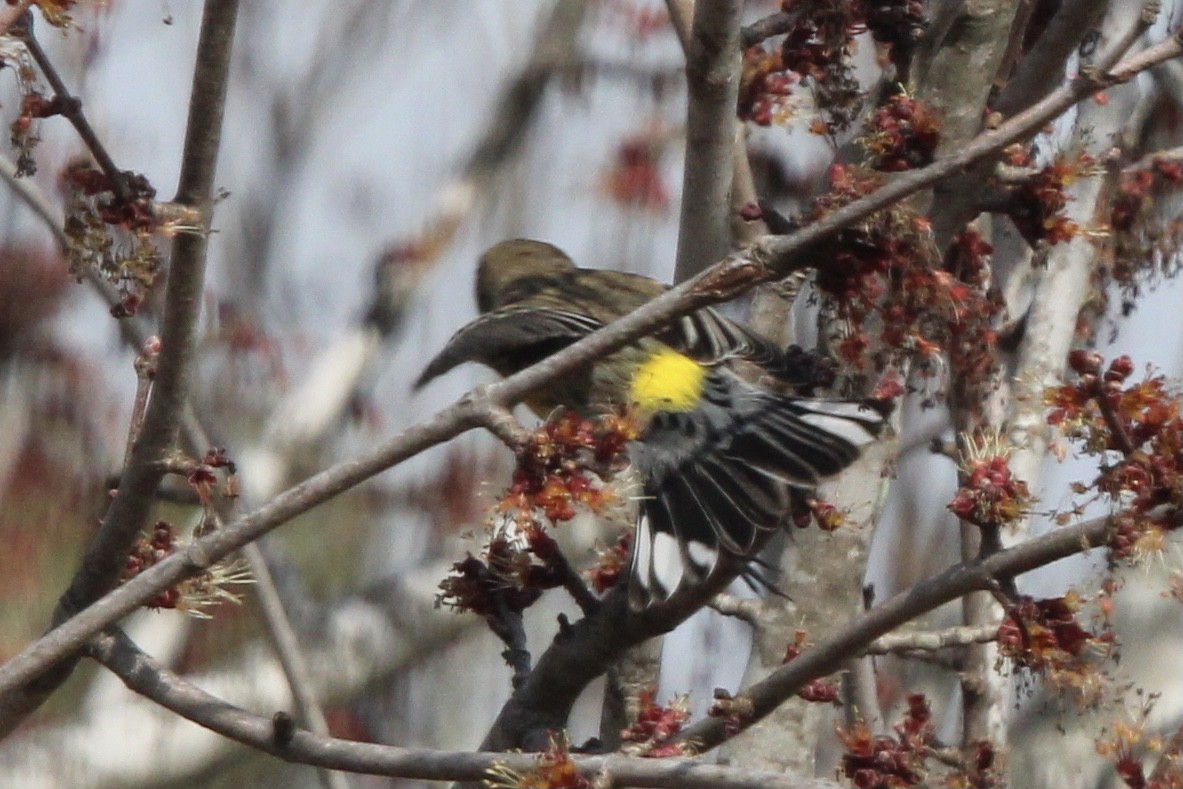 Yellow-rumped Warbler (Myrtle) - ML620288227