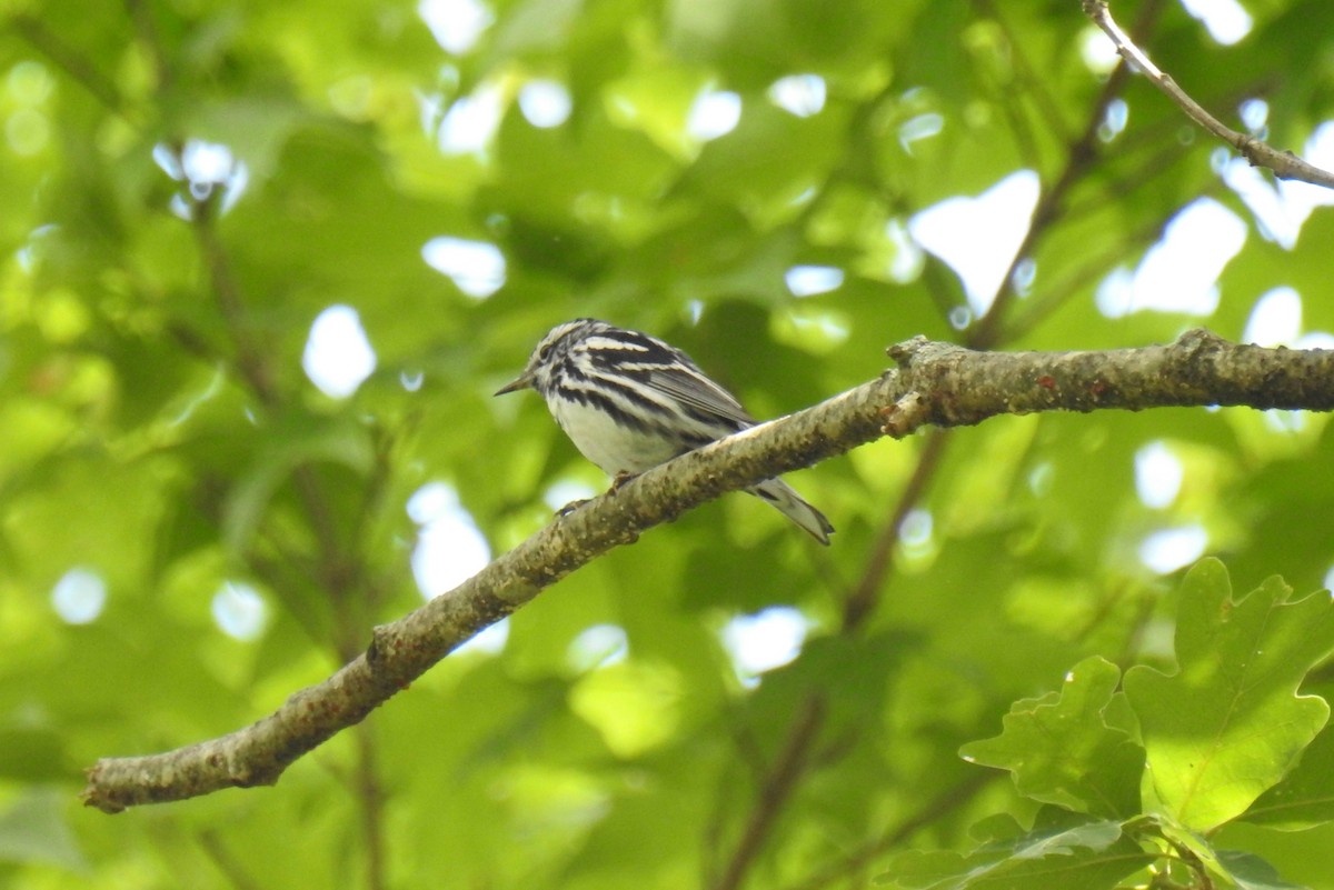 Black-and-white Warbler - ML620288233