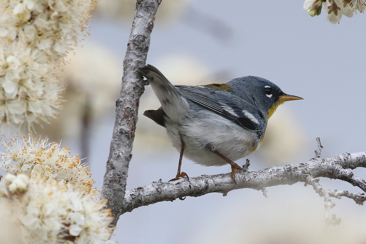 Northern Parula - ML620288242