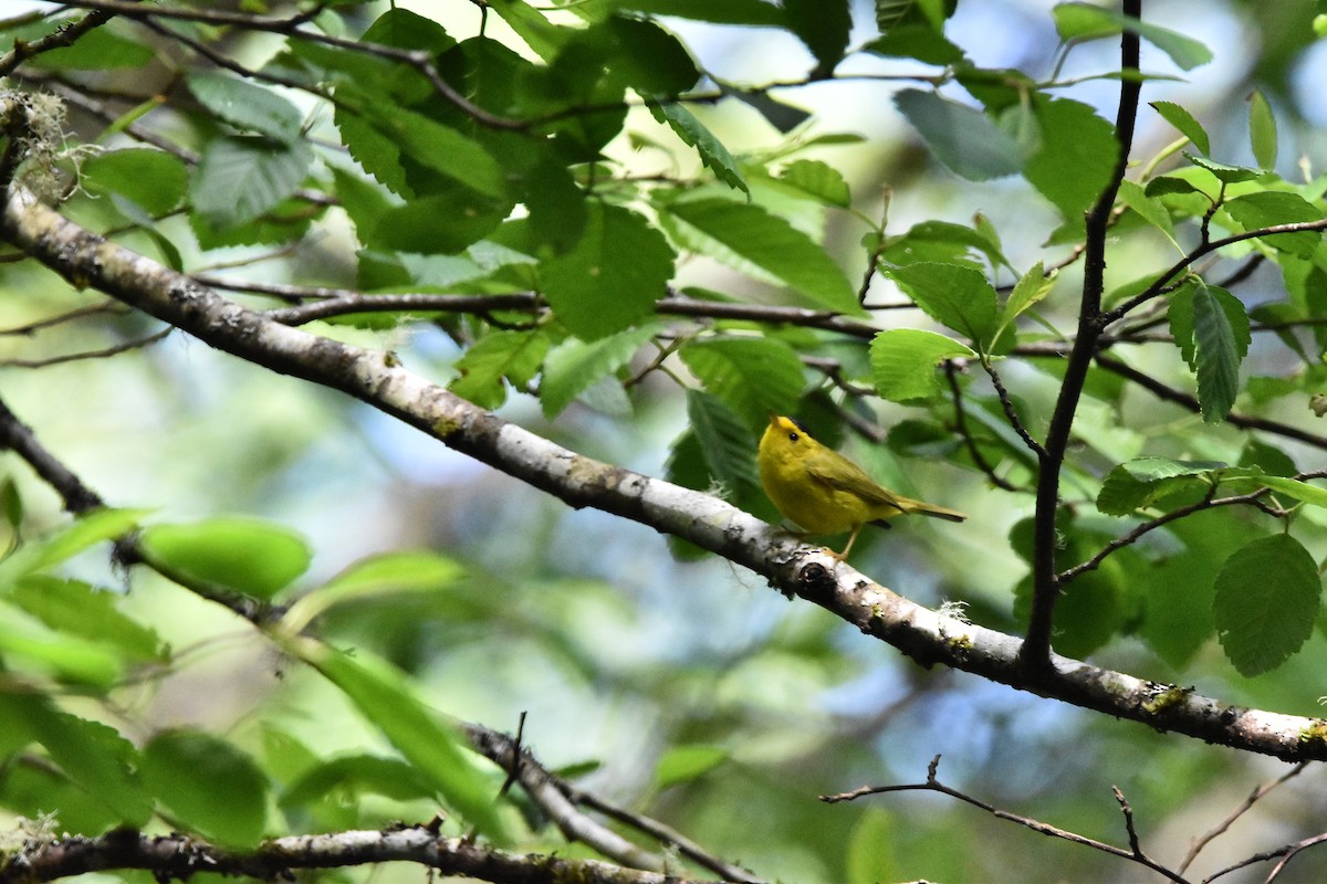 Wilson's Warbler - ML620288244