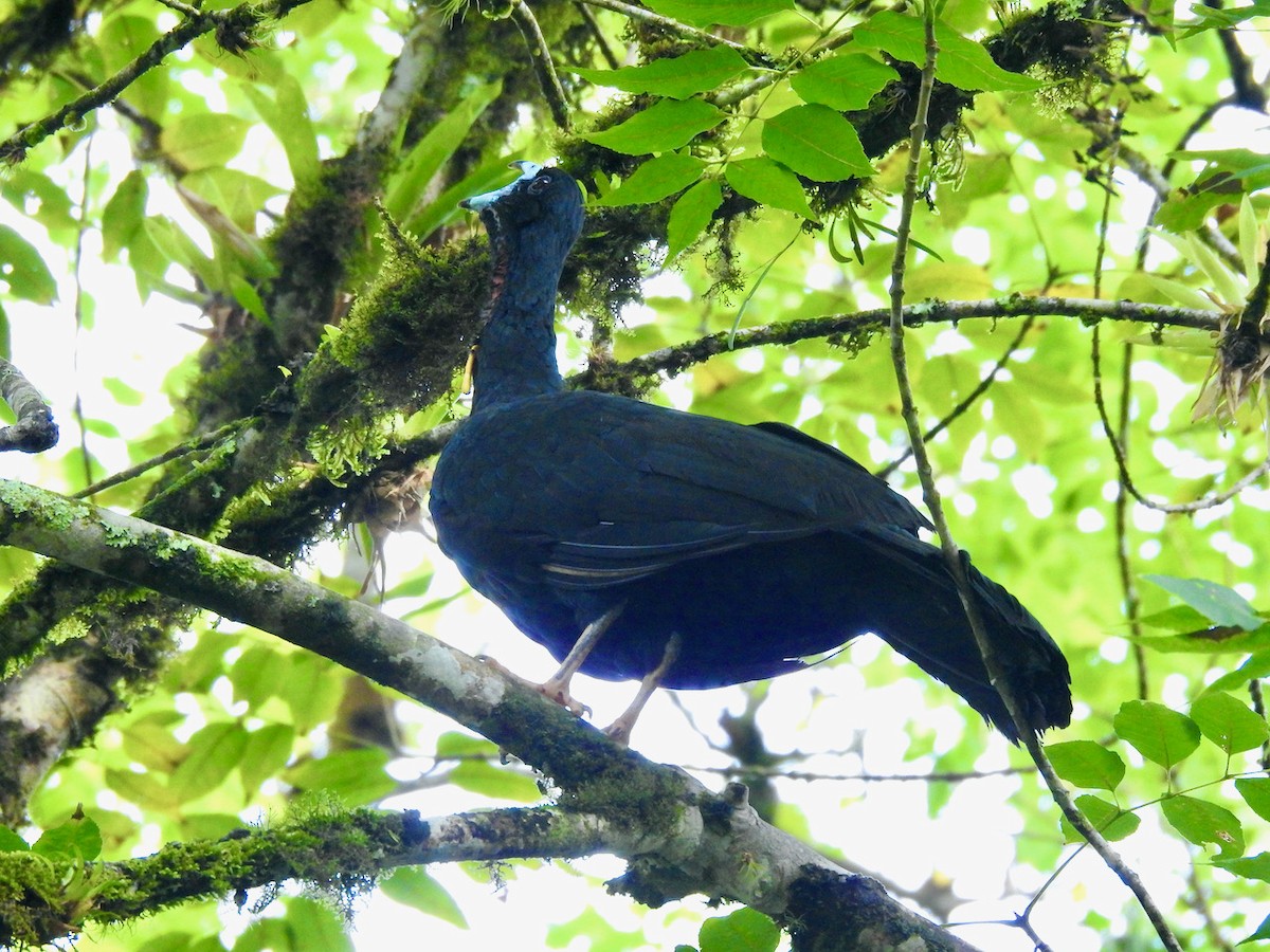 Wattled Guan - ML620288245