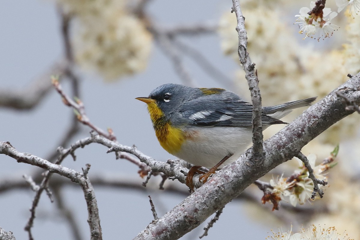 Northern Parula - ML620288246