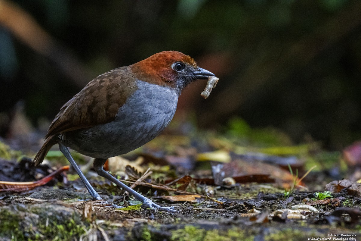 Chestnut-naped Antpitta - ML620288247