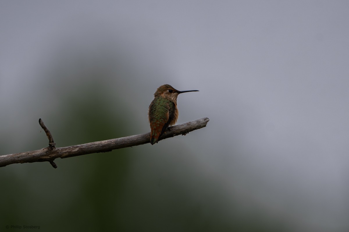 Colibrí de Allen - ML620288256