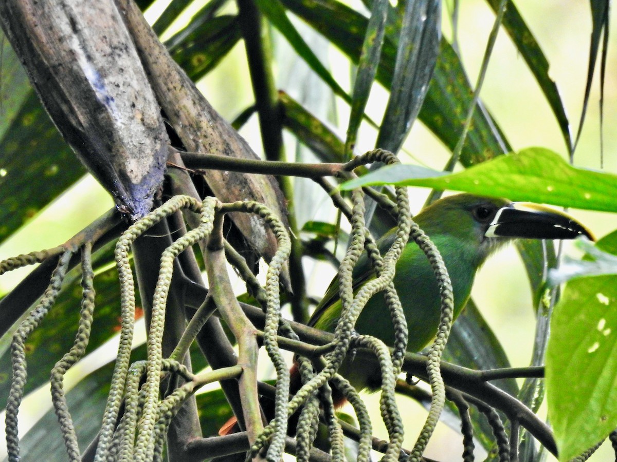 Tucanete Gorjiblanco (griseigularis) - ML620288262