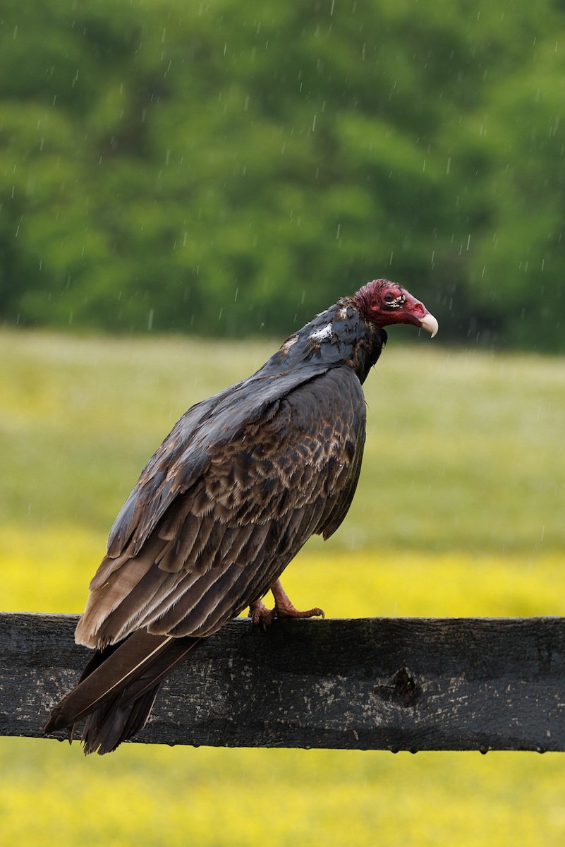 Turkey Vulture - ML620288265