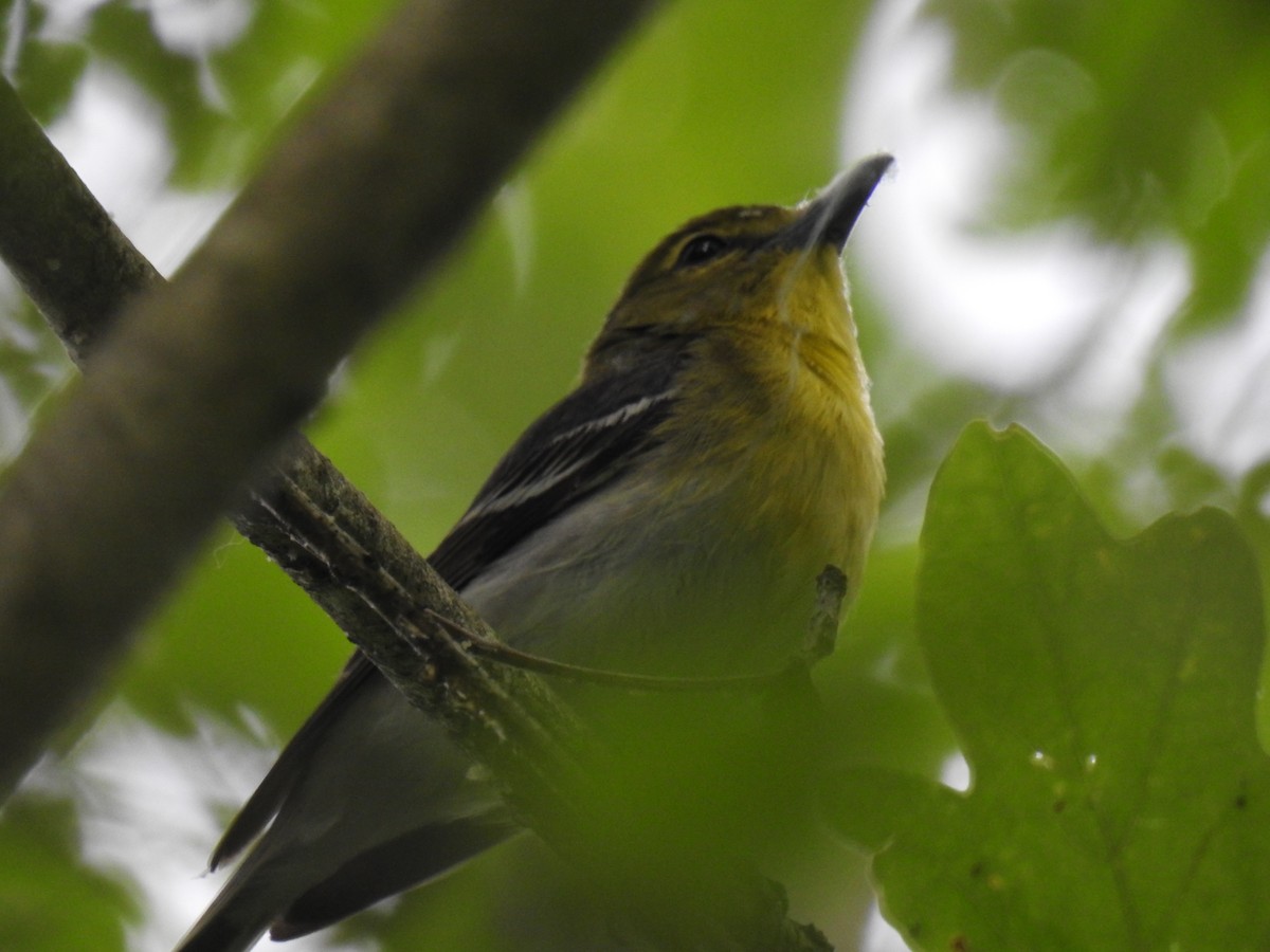 Yellow-throated Vireo - ML620288267