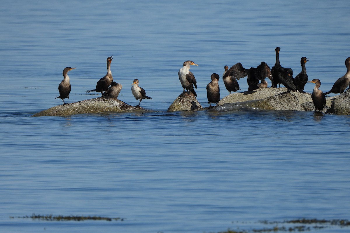 Cormoran à aigrettes - ML620288268