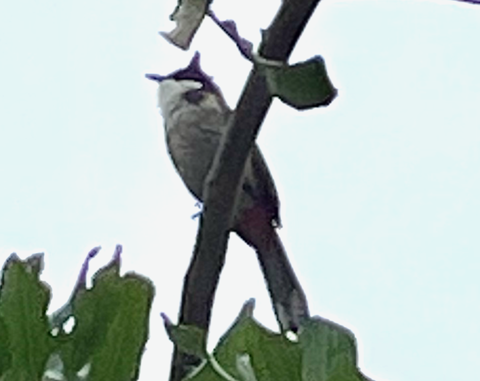 Red-whiskered Bulbul - ML620288269