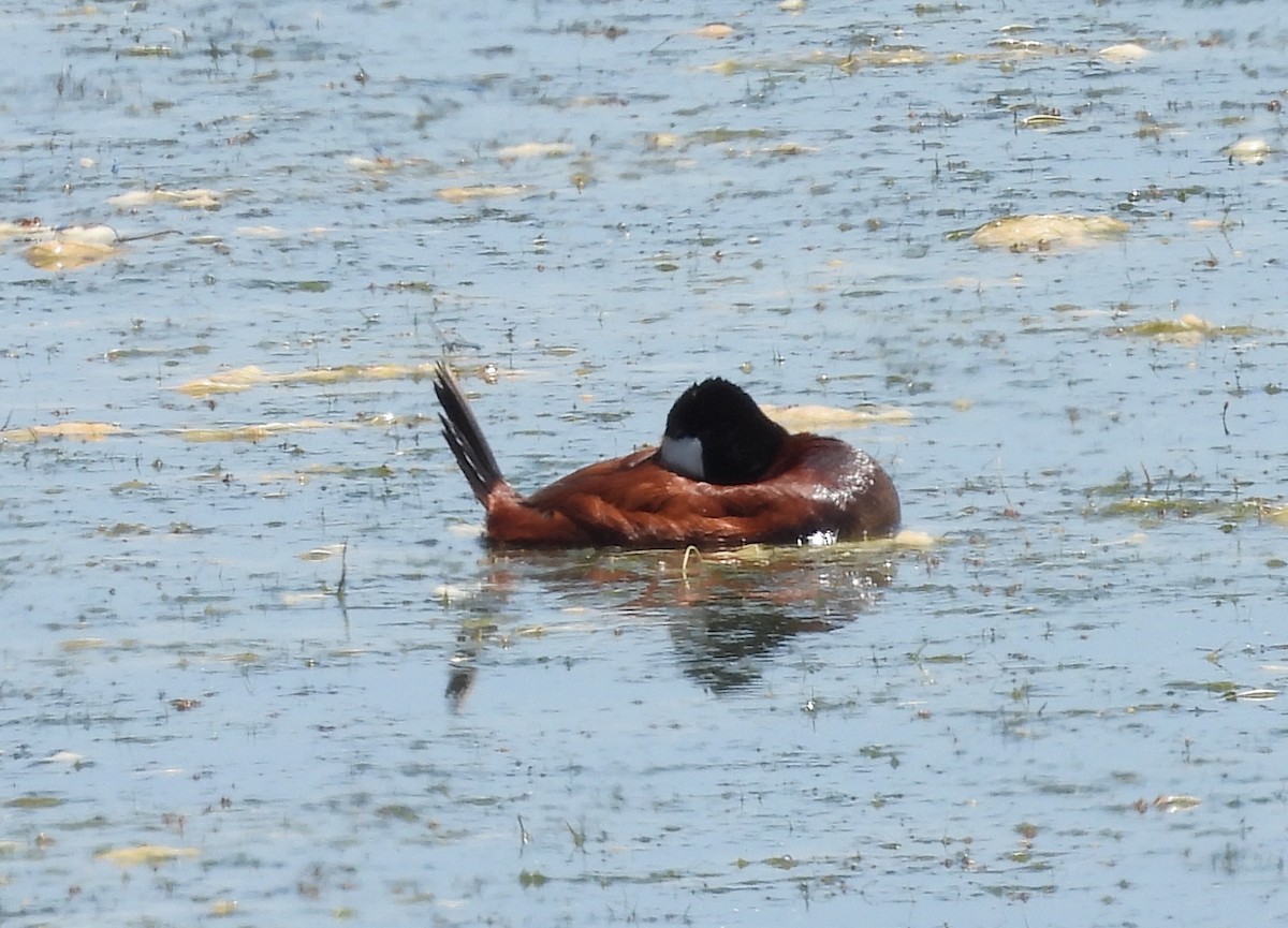 Ruddy Duck - ML620288271