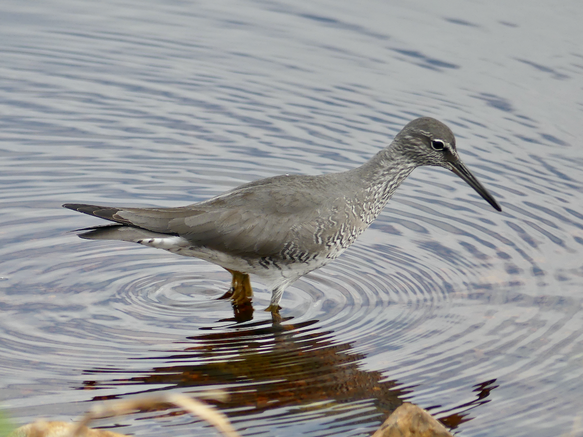 Wandering Tattler - ML620288272