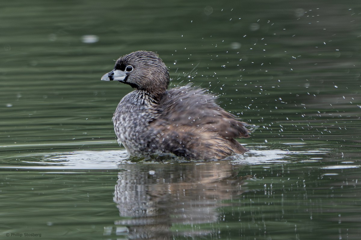 Pied-billed Grebe - ML620288276