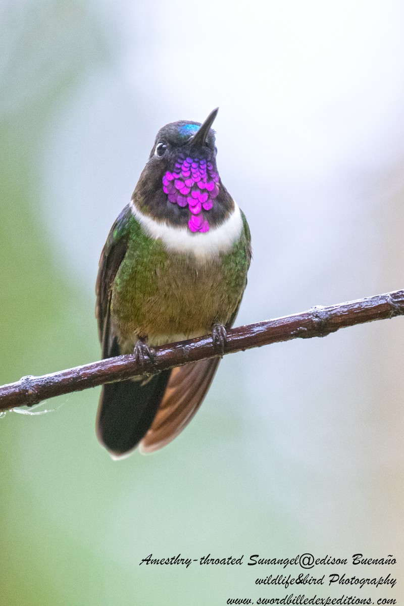 Colibrí Gorjiamatista (grupo amethysticollis) - ML620288279