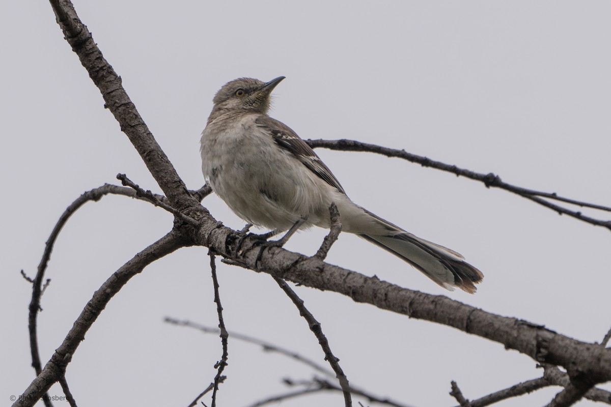 Northern Mockingbird - ML620288280