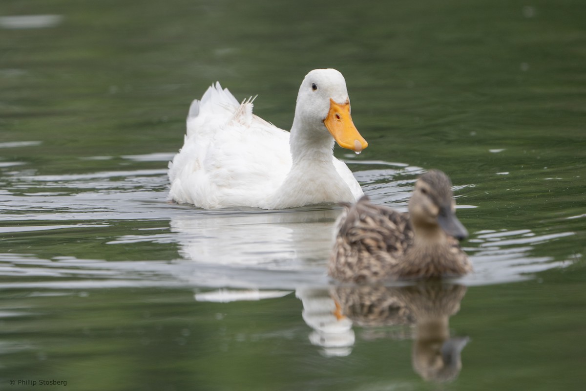 Mallard (Domestic type) - ML620288284