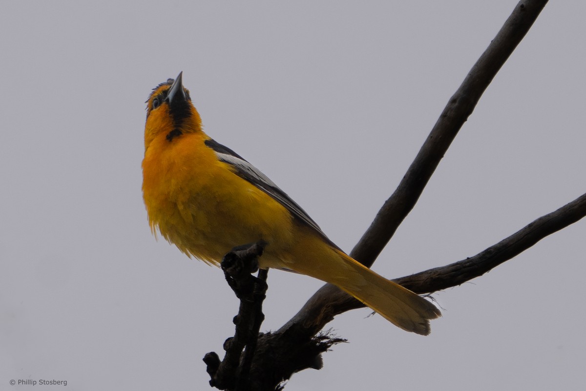 Bullock's Oriole - ML620288286