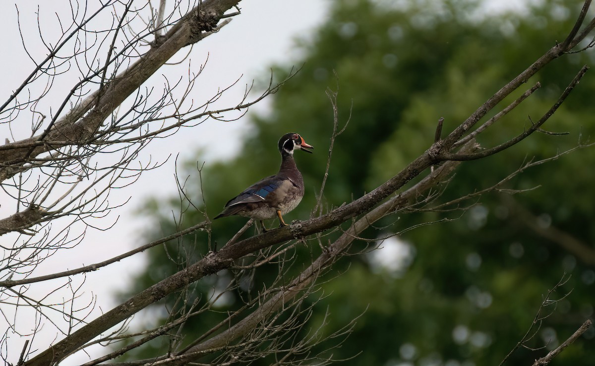 Wood Duck - ML620288287