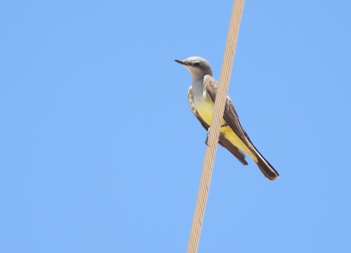 Western Kingbird - Christine Rowland