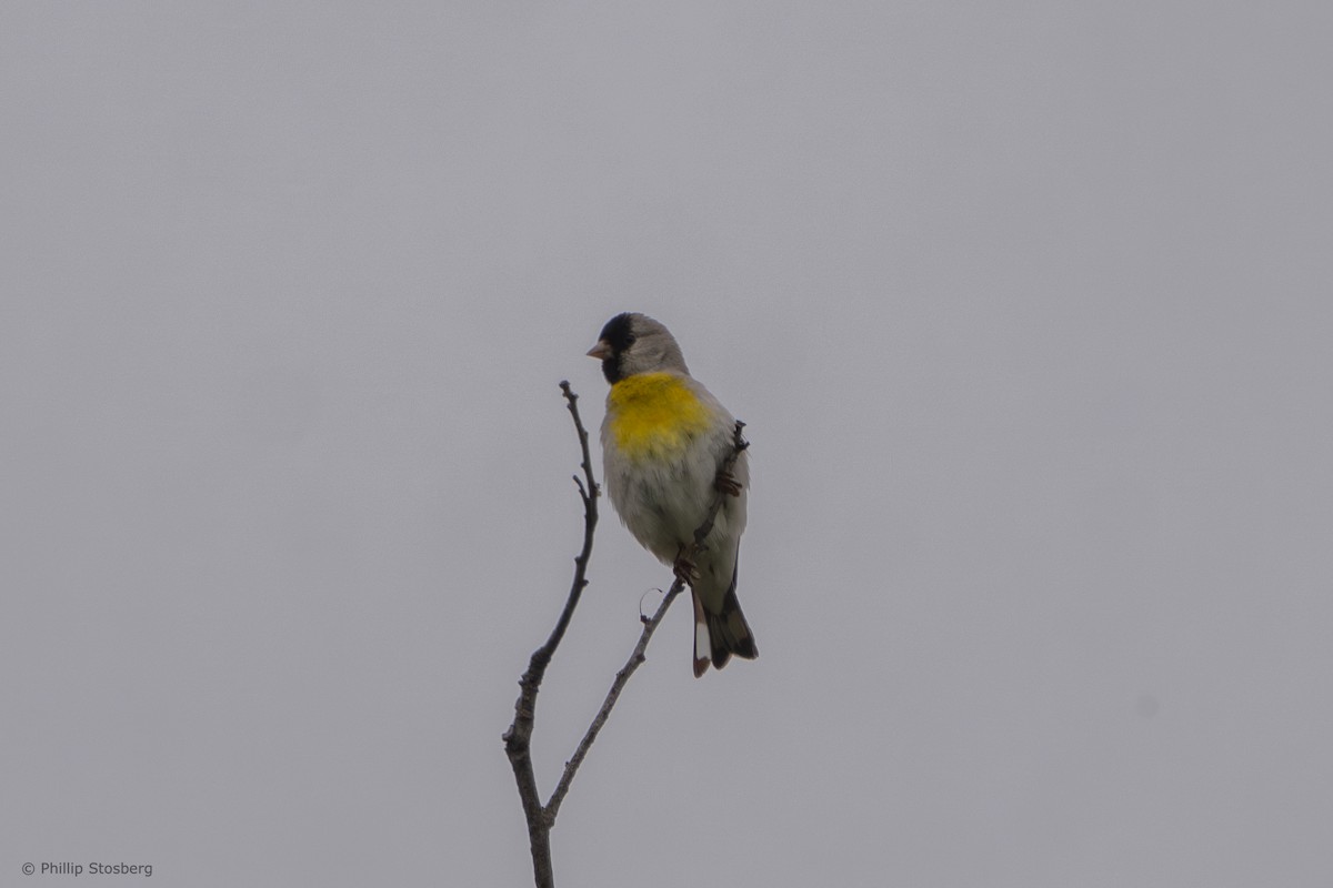 Lawrence's Goldfinch - ML620288289