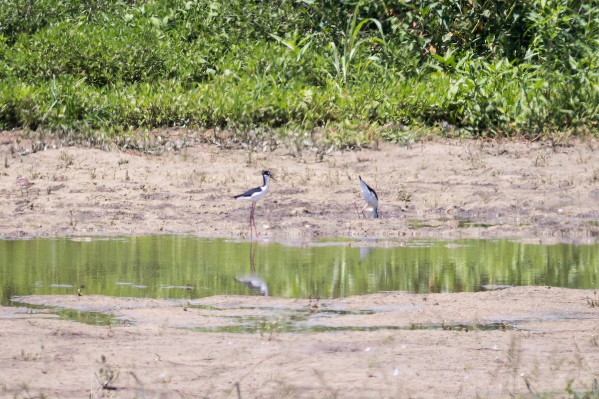 Black-necked Stilt - ML620288293