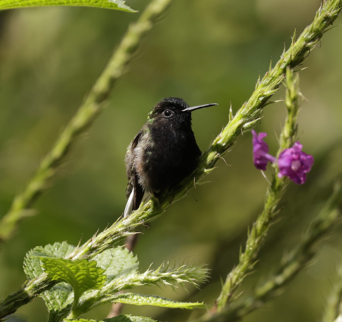 Colibri à ventre noir - ML620288294