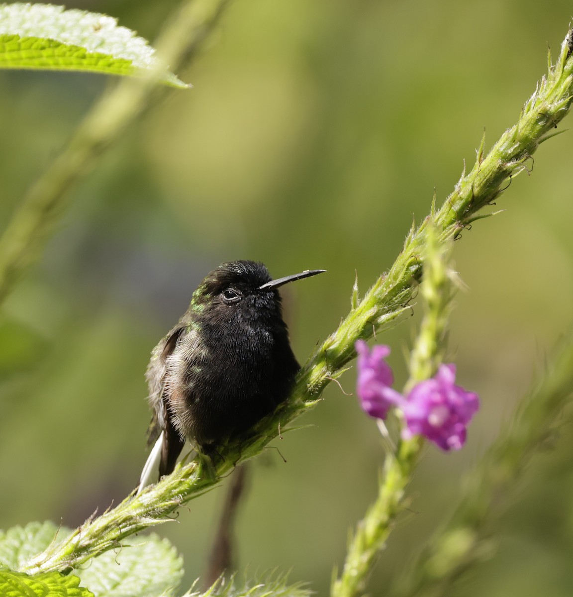 Schwarzbauchkolibri - ML620288296