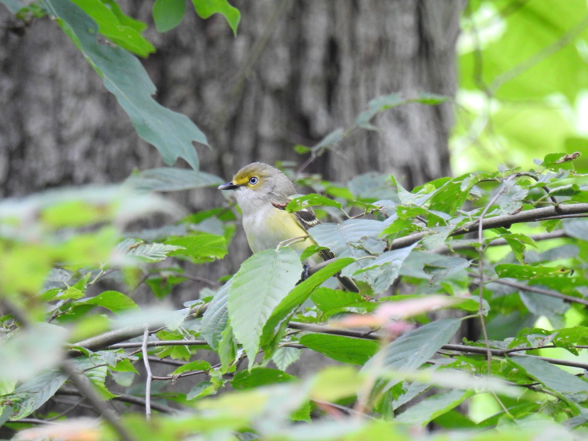 White-eyed Vireo - ML620288299