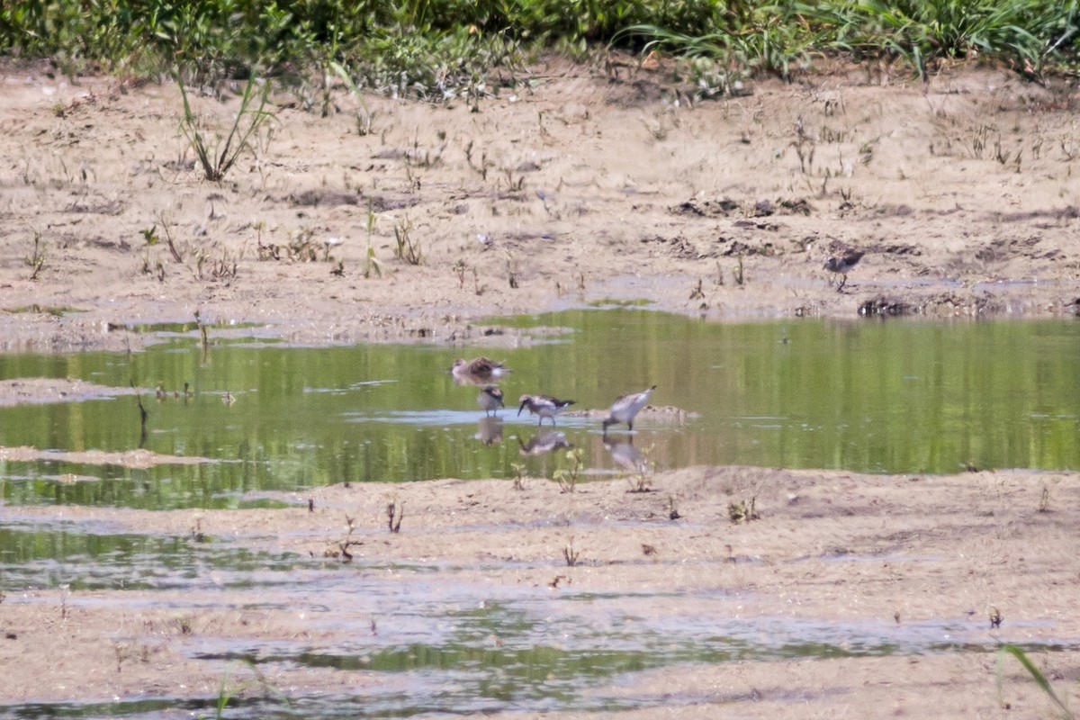 Weißbürzel-Strandläufer - ML620288301