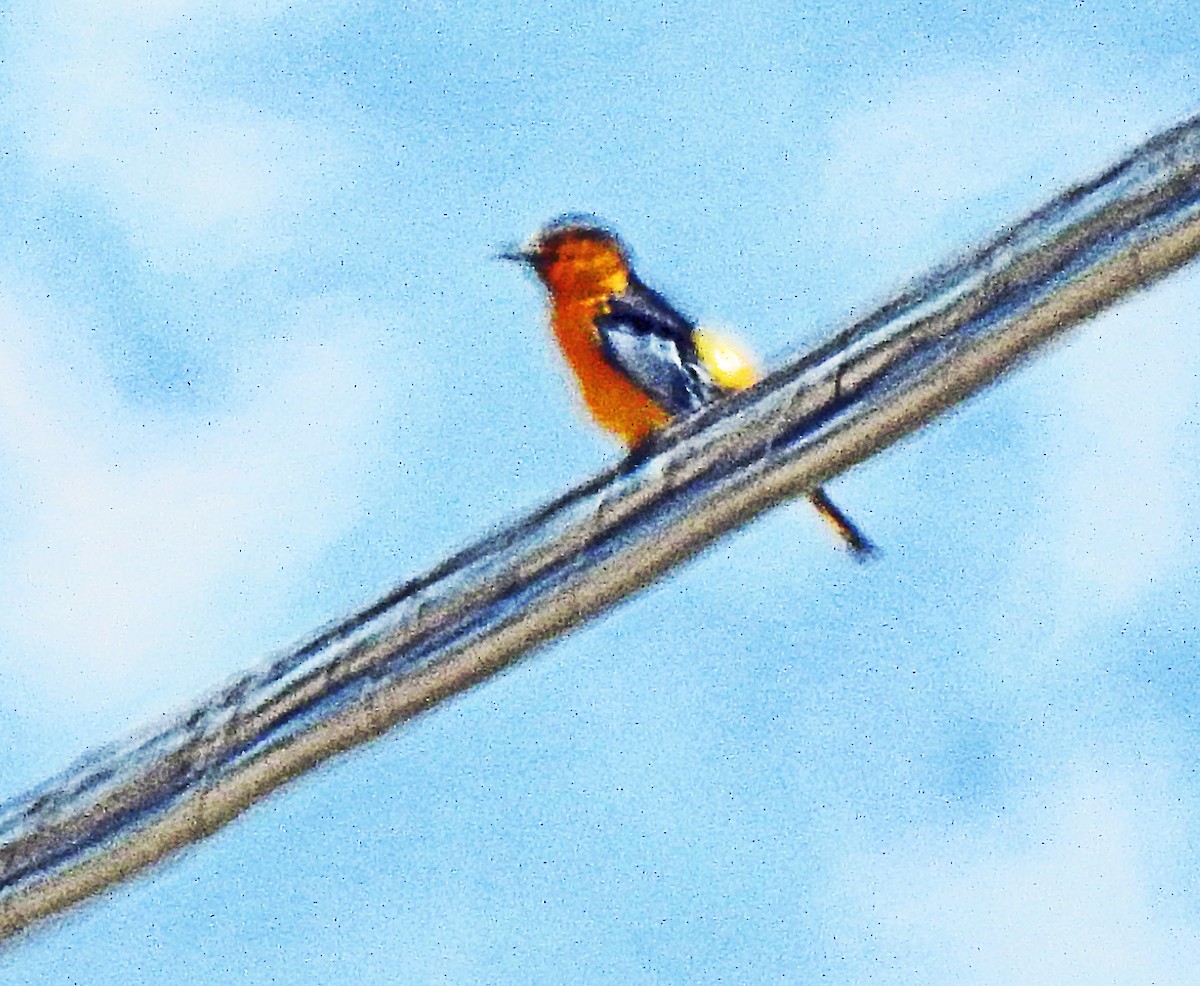 Bullock's Oriole - ML620288304