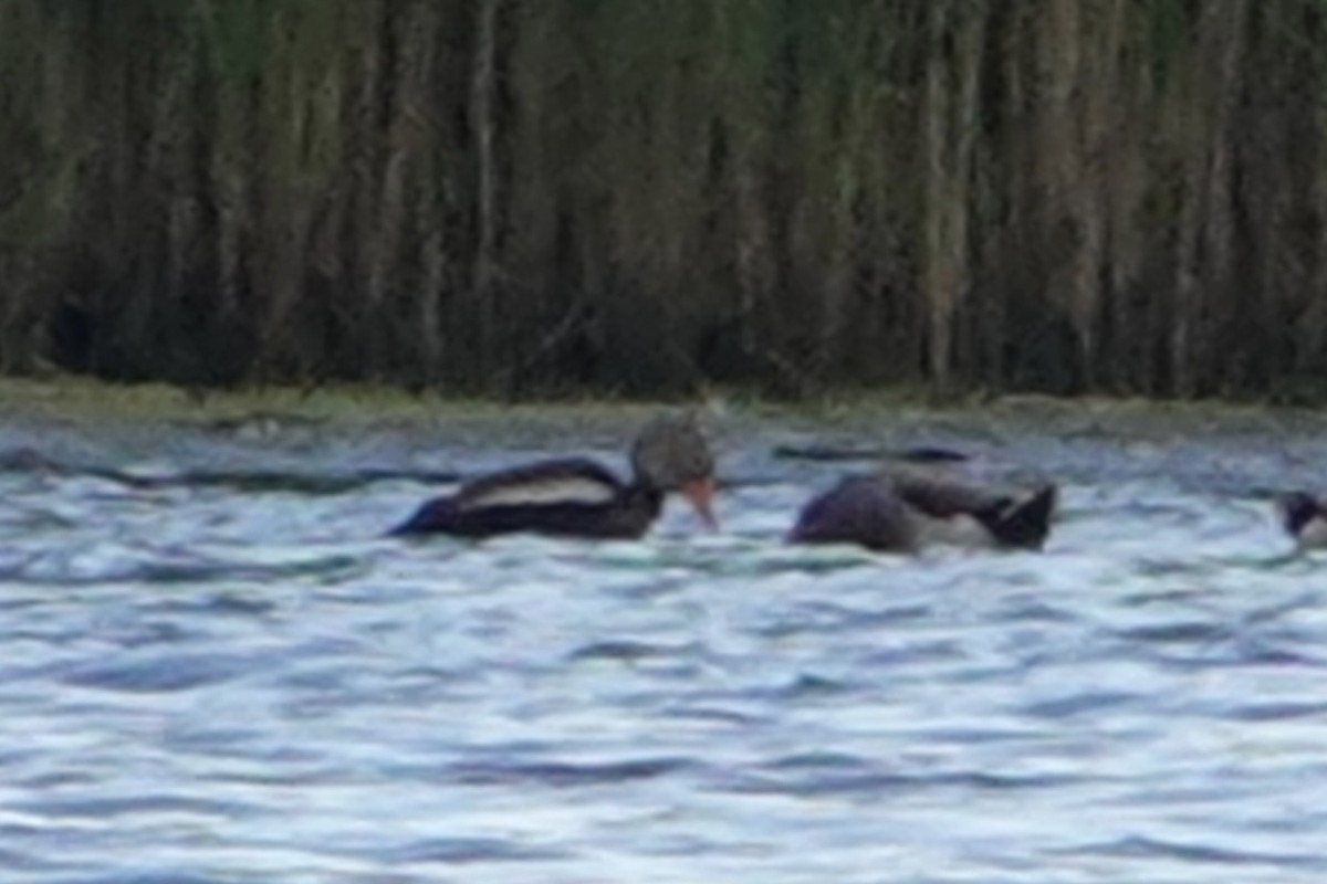 Black-bellied Whistling-Duck - ML620288307