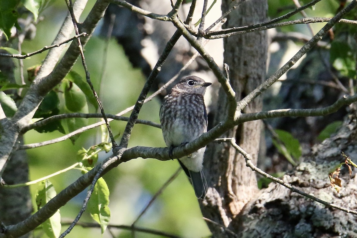 Eastern Bluebird - ML620288308