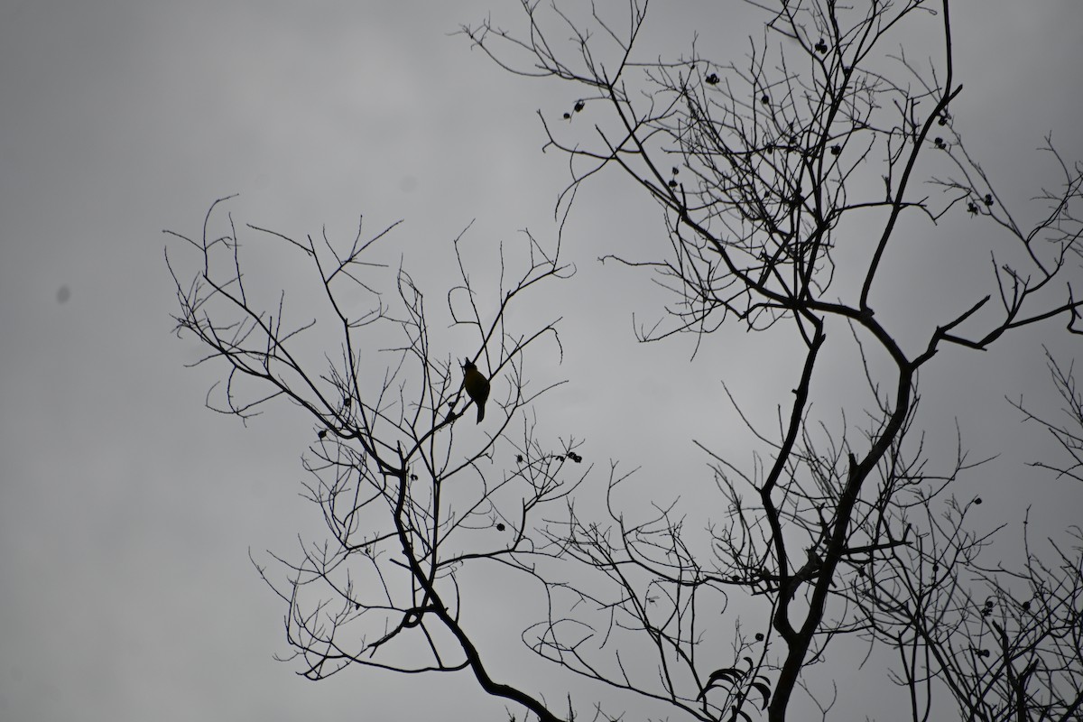 Bulbul à huppe noire - ML620288313