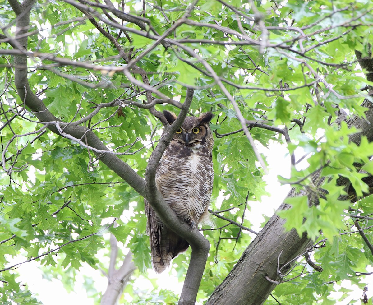 Great Horned Owl - ML620288314