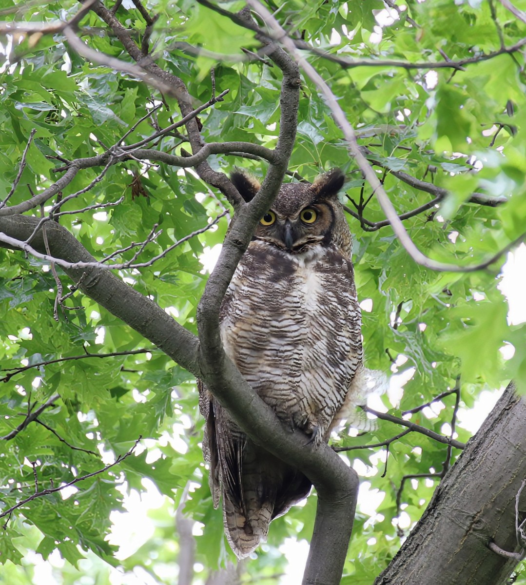 Great Horned Owl - ML620288315