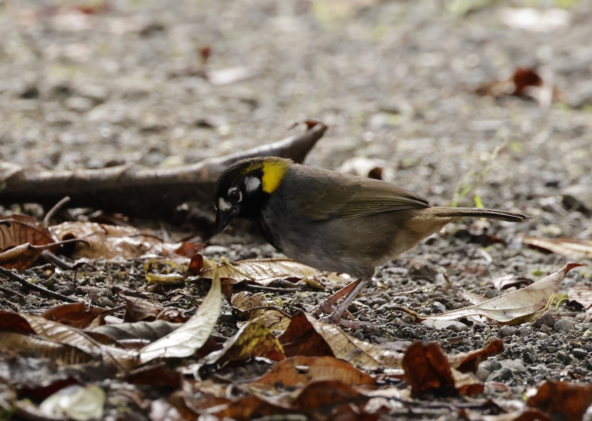 White-eared Ground-Sparrow - ML620288316