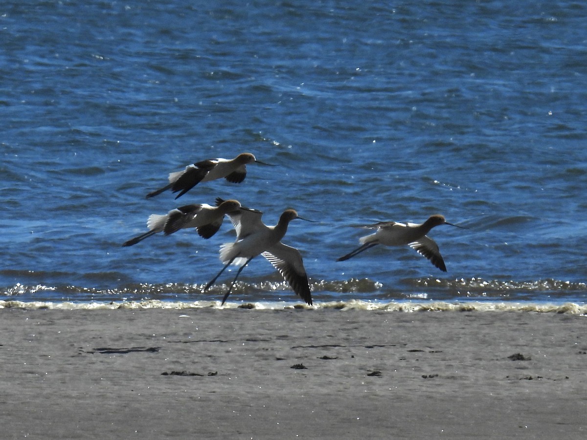 Avocette d'Amérique - ML620288318