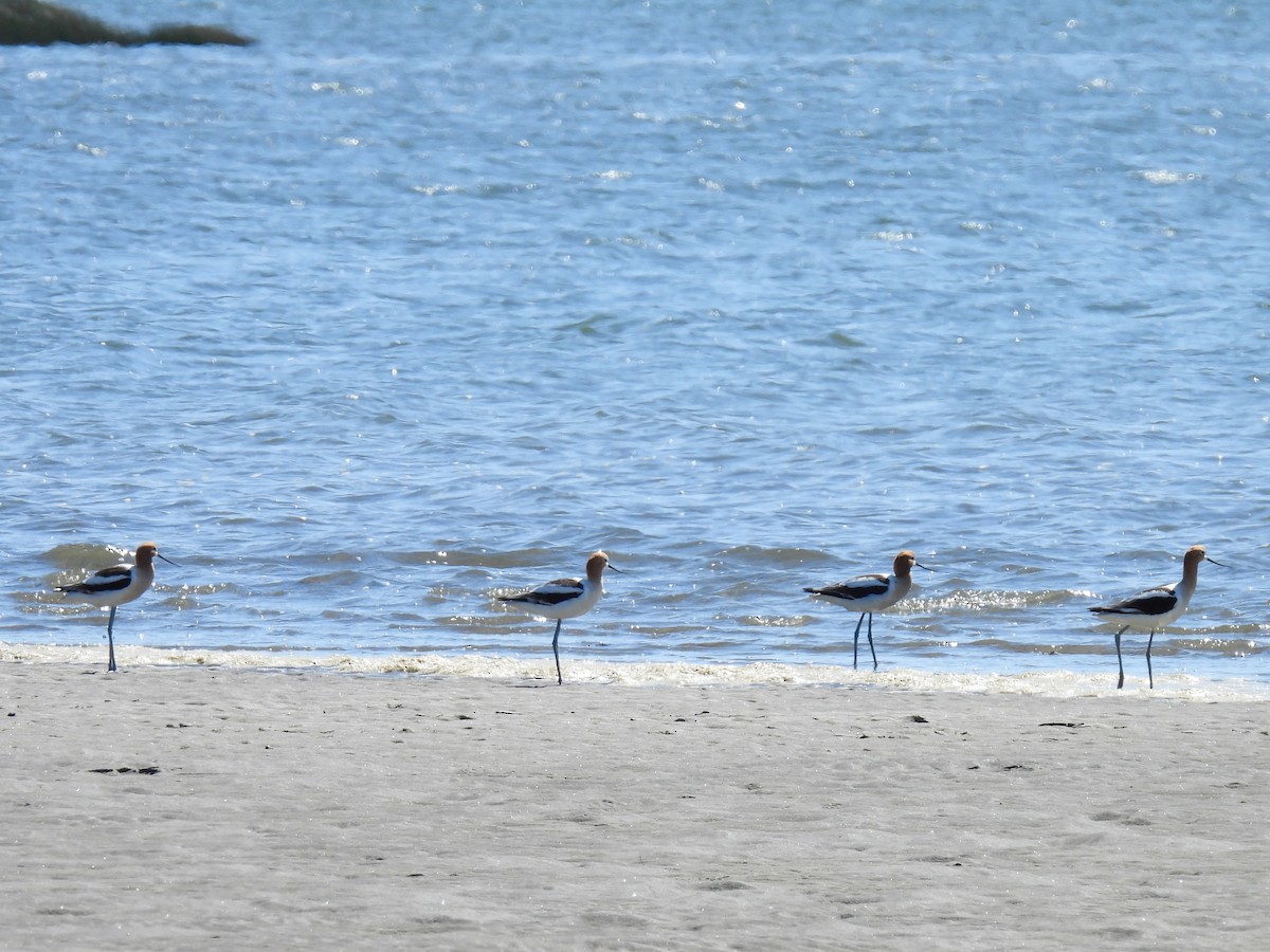 Avoceta Americana - ML620288319