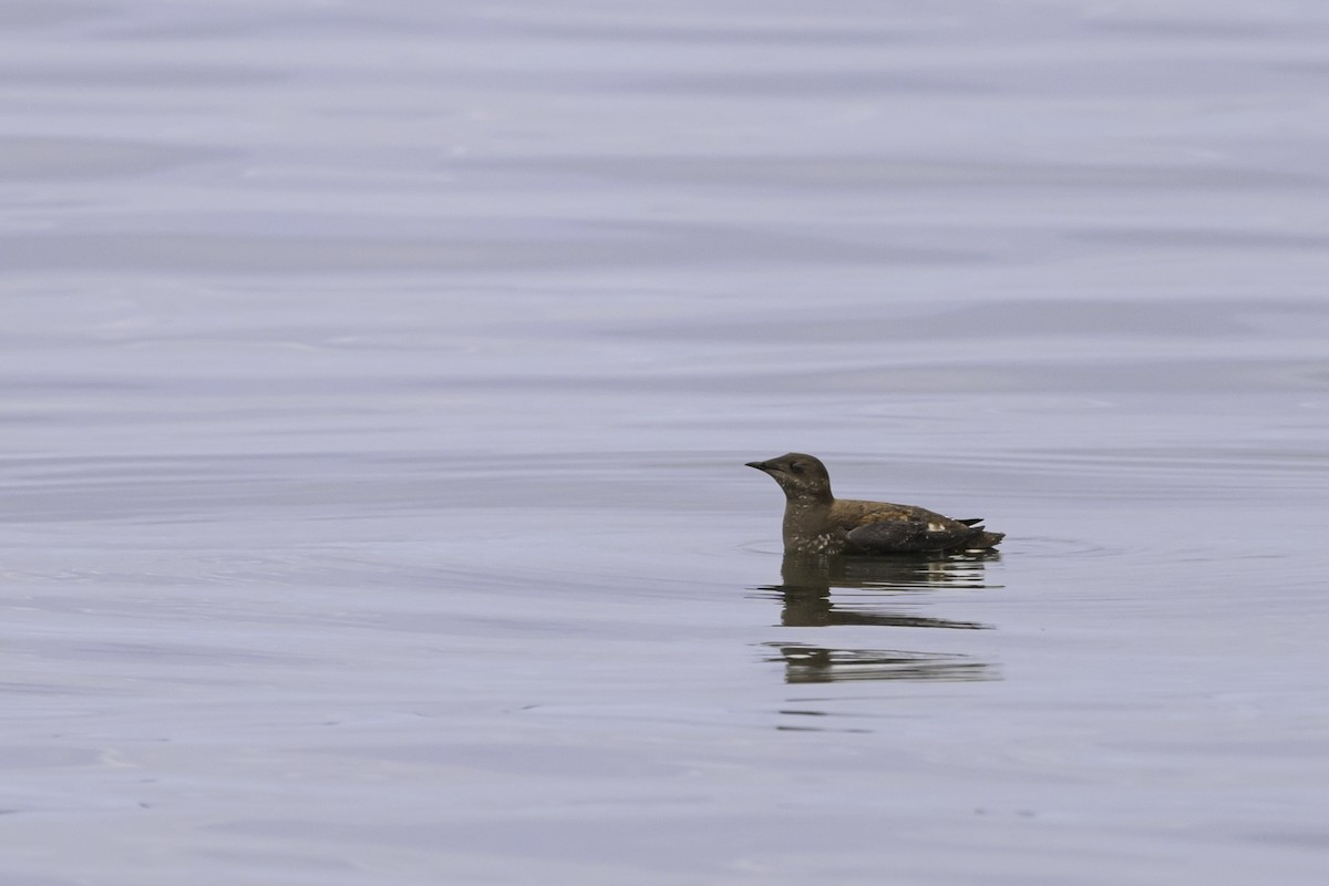 Marbled Murrelet - ML620288320