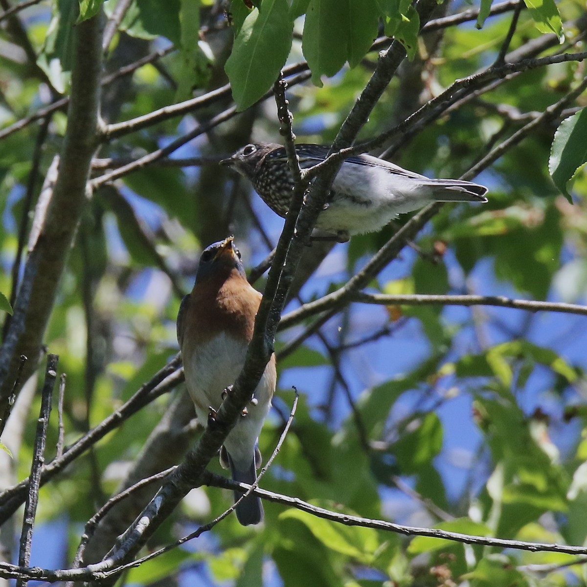 Eastern Bluebird - ML620288321